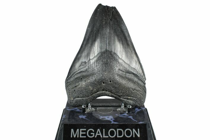 Bargain, Fossil Megalodon Tooth - South Carolina #371765